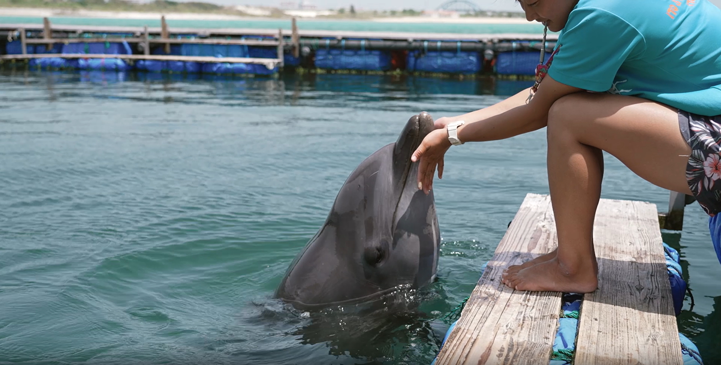 dolphin1